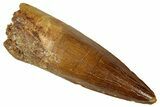 Fossil Spinosaurus Tooth - Real Dinosaur Tooth #329632-1